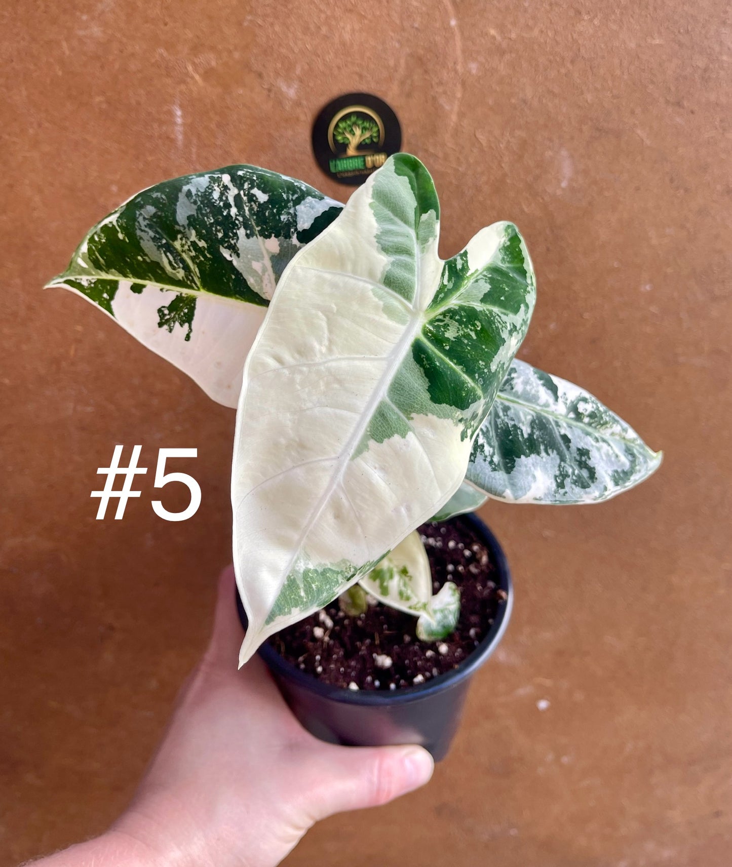 Alocasia frydek variegata haute variegation NEW