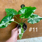 Alocasia okinawa silver / variegata