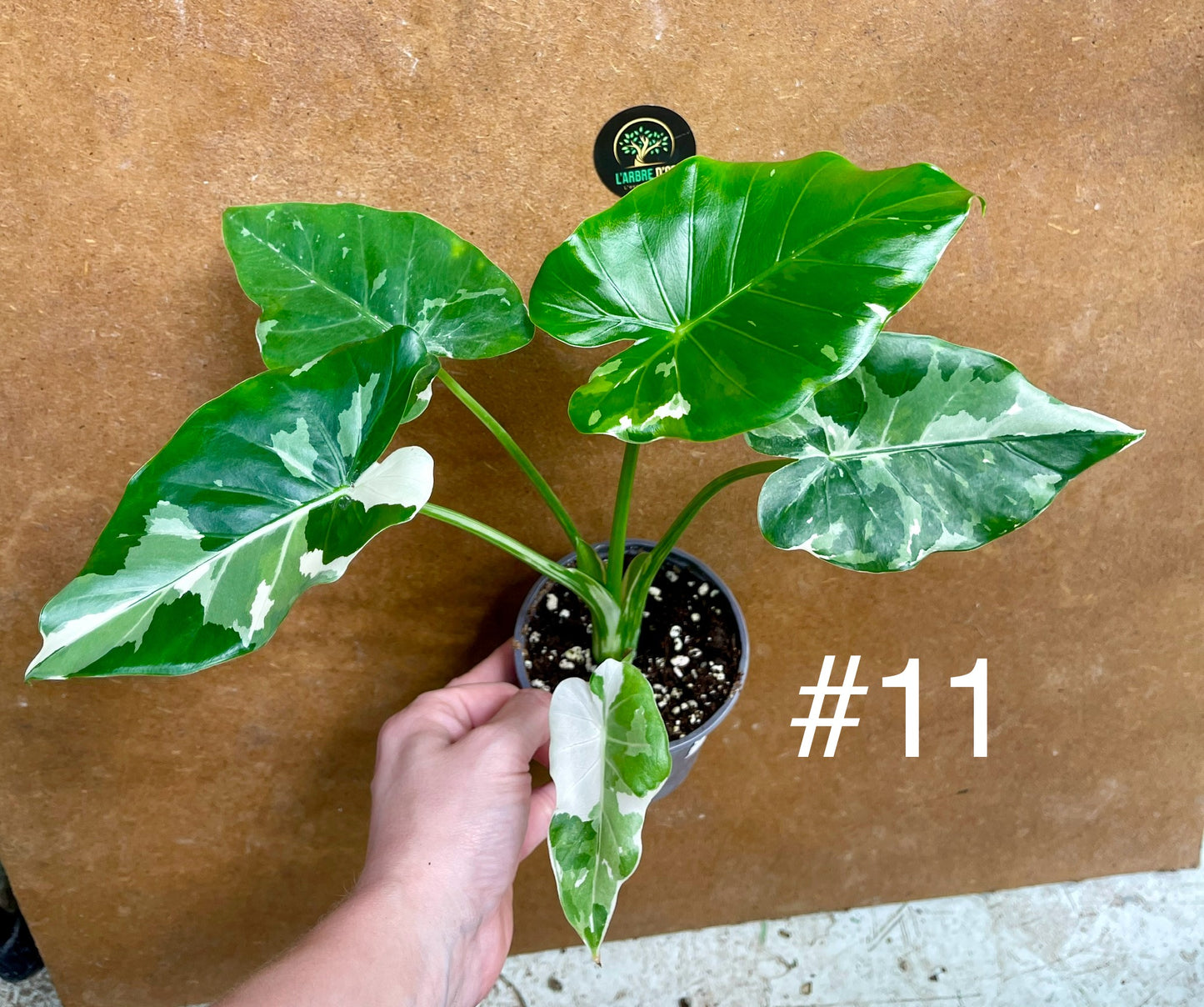 Alocasia okinawa silver / variegata