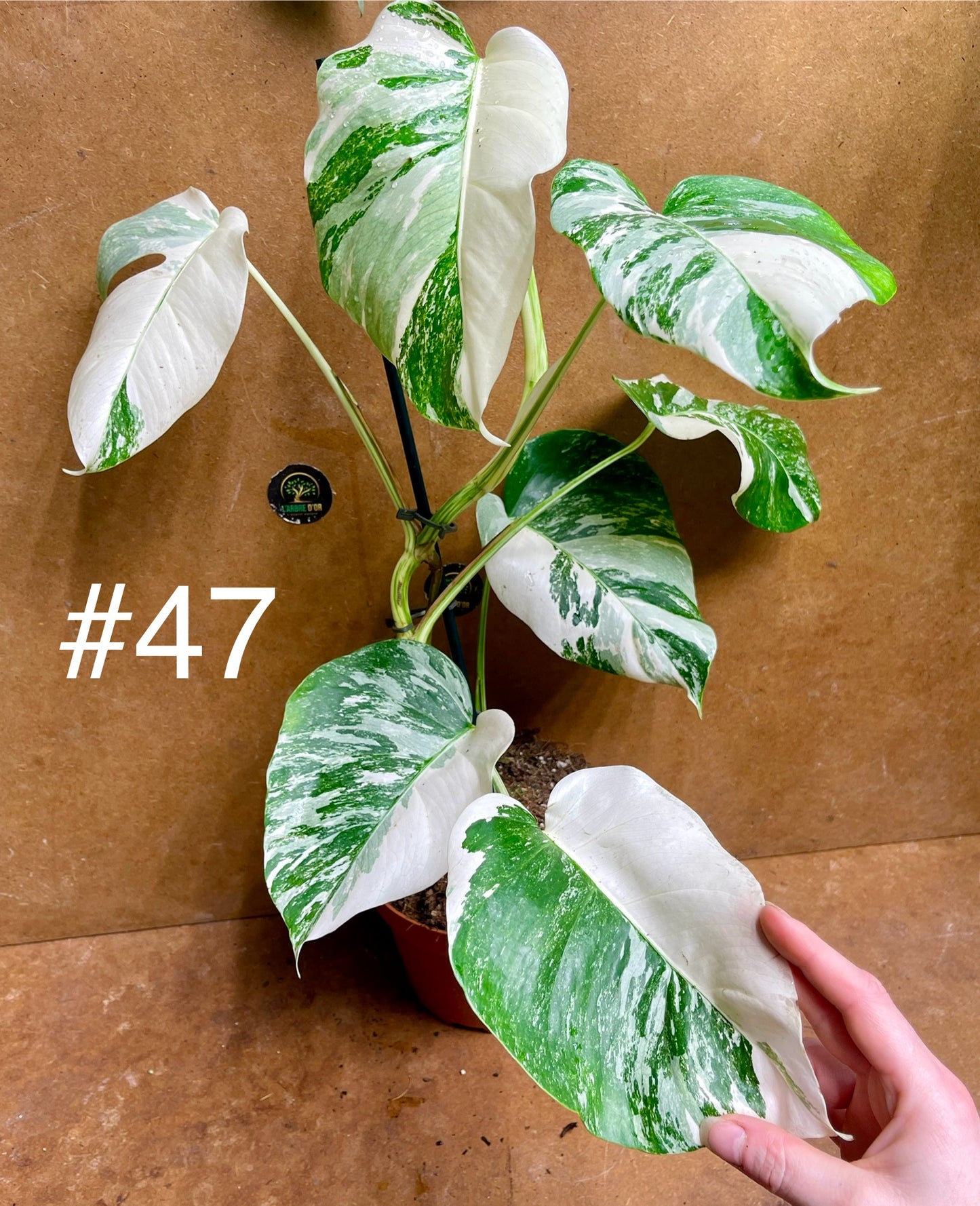 Monstera albo variegata haute variegation