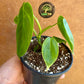 Philodendron sharoniae S NEW