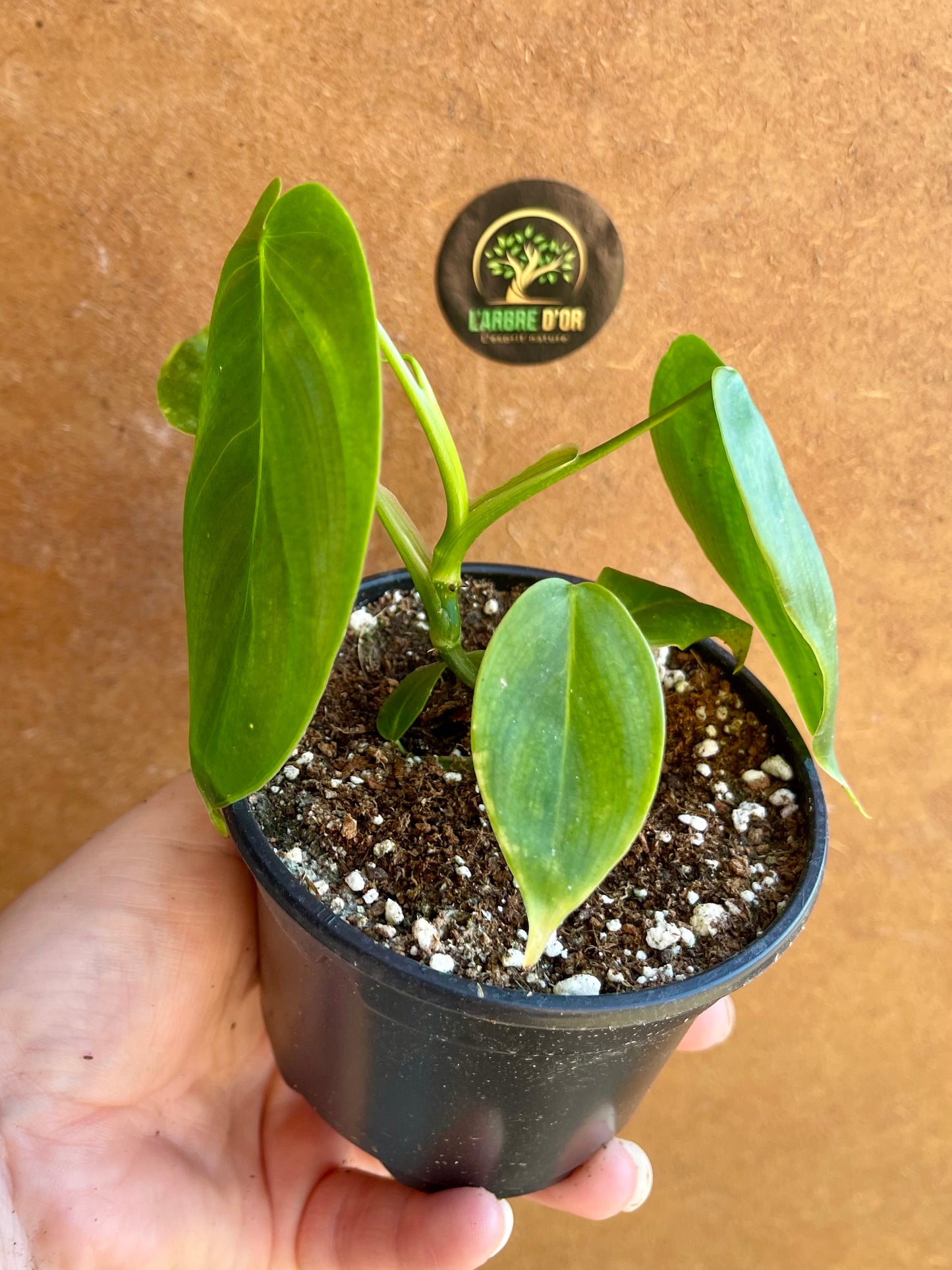 Philodendron sharoniae S NEW