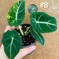 Alocasia black velvet variegata aurea