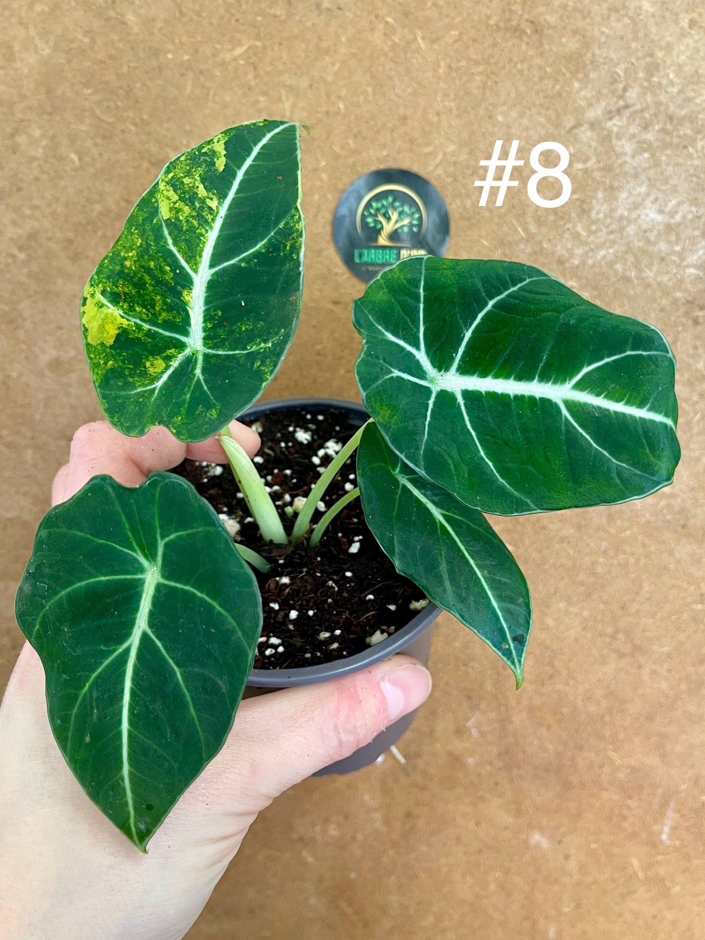 Alocasia black velvet variegata aurea