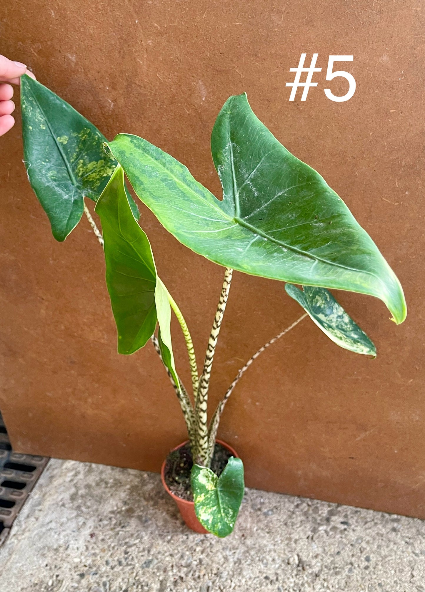 Alocasia Zebrina variegata NEW