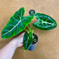 Alocasia Frydek green on green variegata NEW