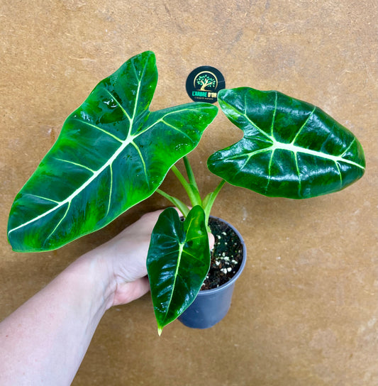 Alocasia Frydek green on green variegata NEW