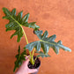 ALOCASIA PORTEI