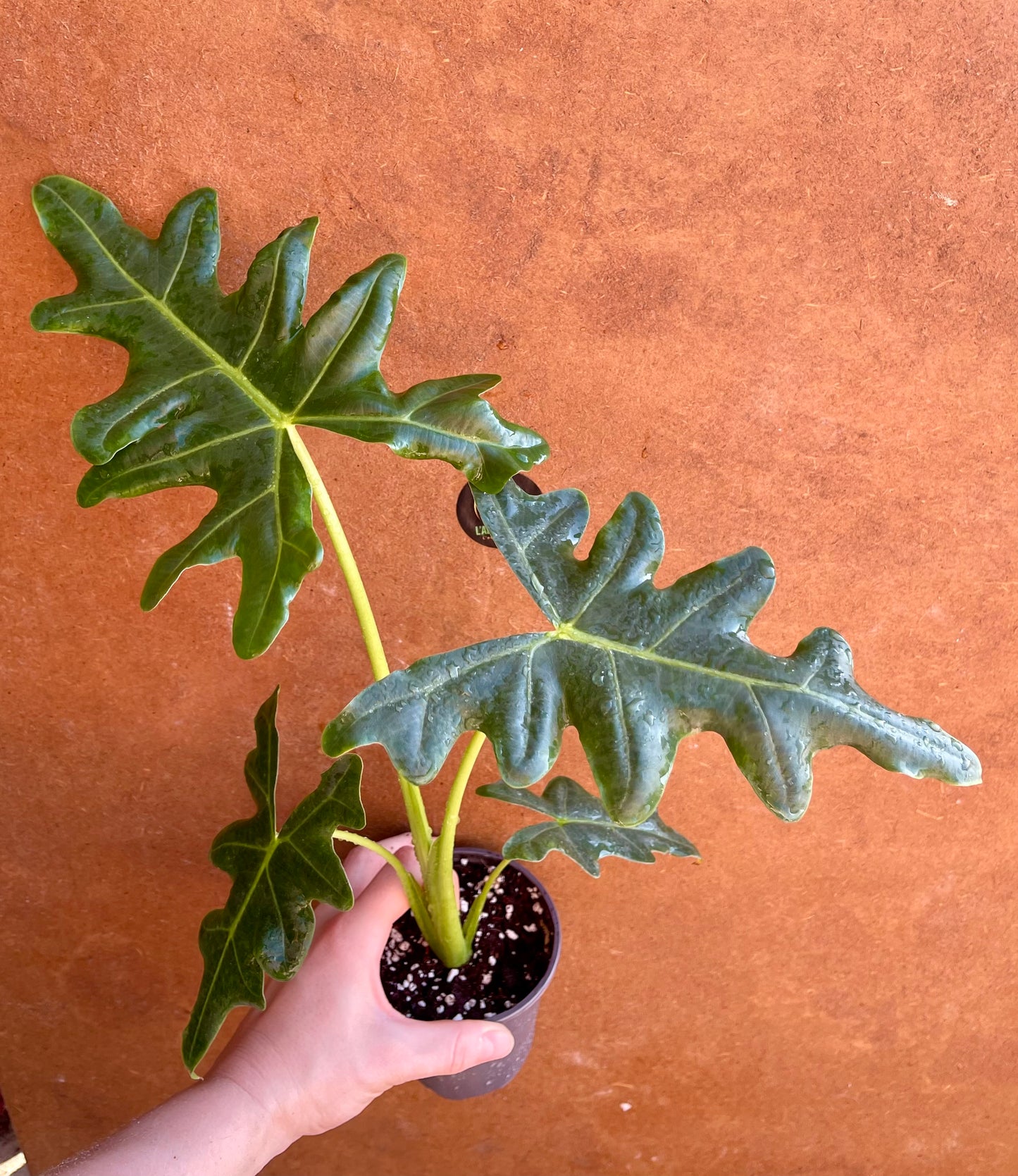 ALOCASIA PORTEI