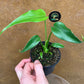 monstera dilacerata burle marx flame NEW