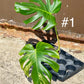 Monstera deliciosa aurea / Cream Large forme