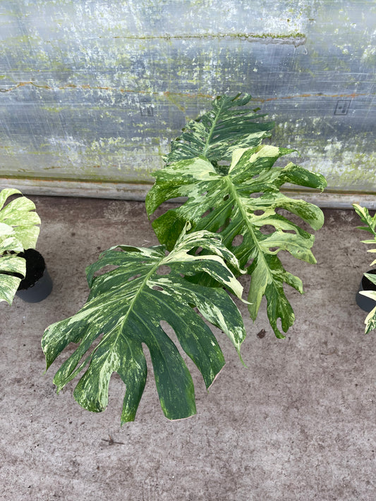 MONSTERA OCÉAN MINT / OCEANA