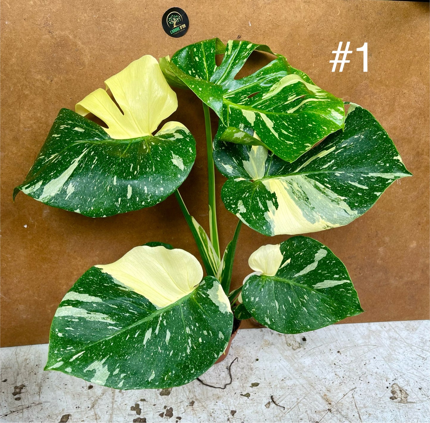 Monstera deliciosa thaï constellation creme brûlée