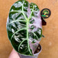 Alocasia watsonia pink variegata NEW