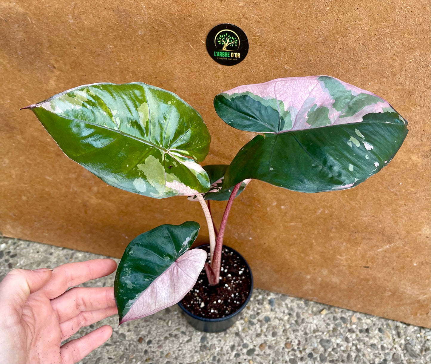 Alocasia serendipity variegata NEW