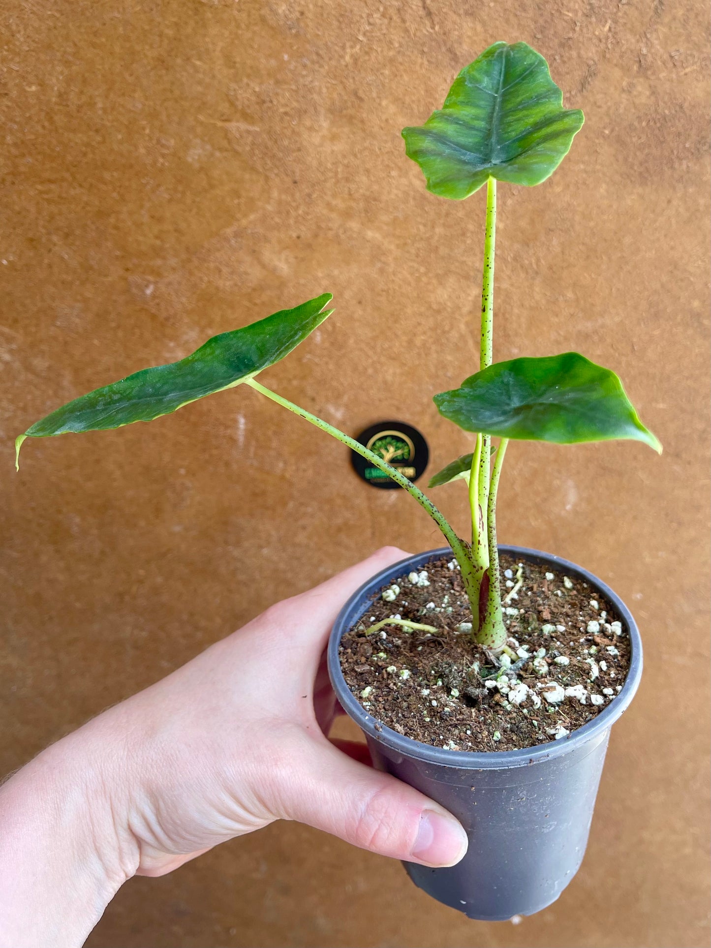 Alocasia princeps S NEW