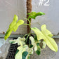 Philodendron bipennifolium variegata sur tuteur NEW