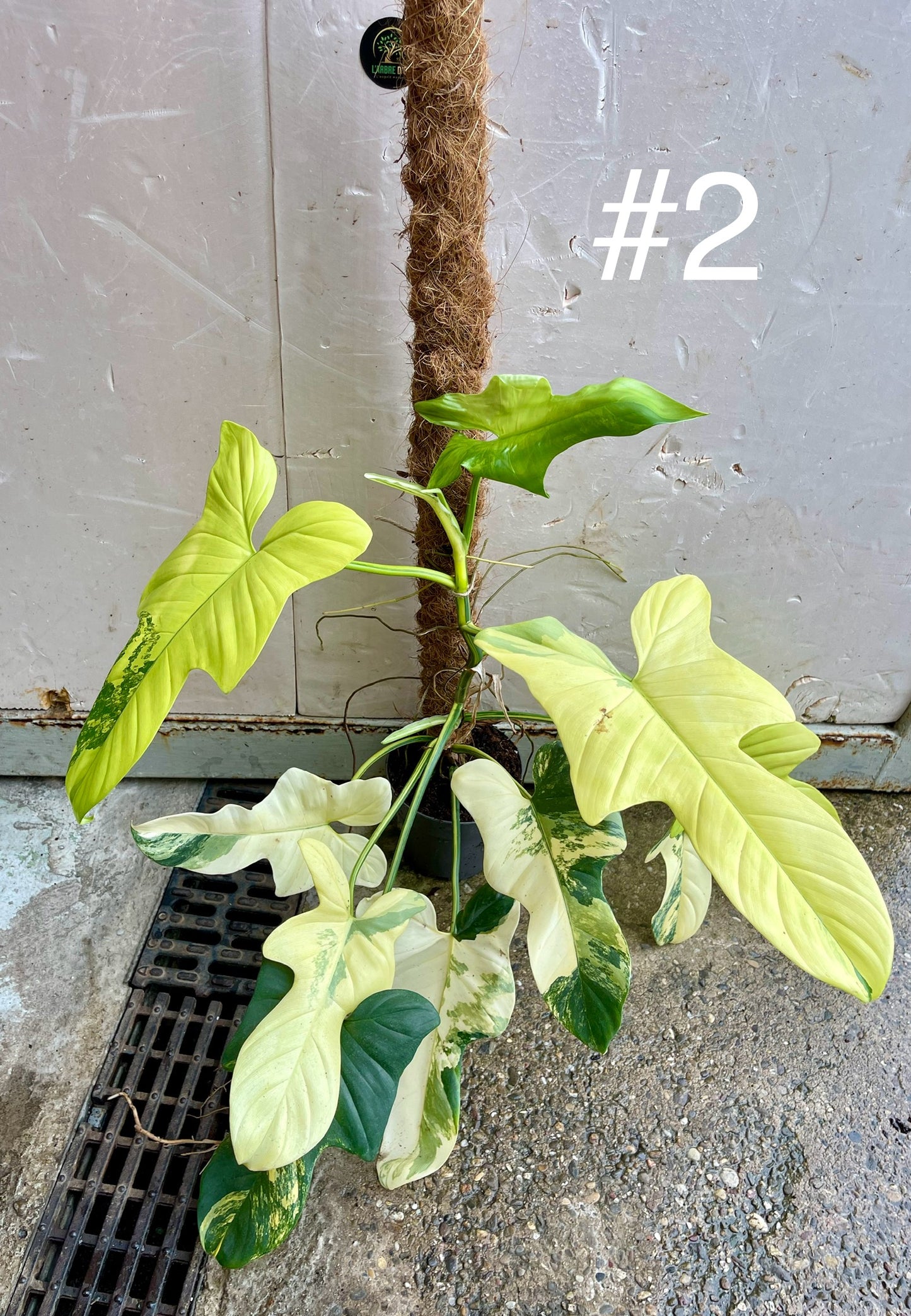 Philodendron bipennifolium variegata sur tuteur NEW