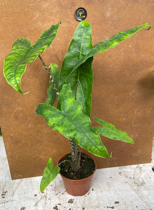 Alocasia zebrina reticulata L a sauver