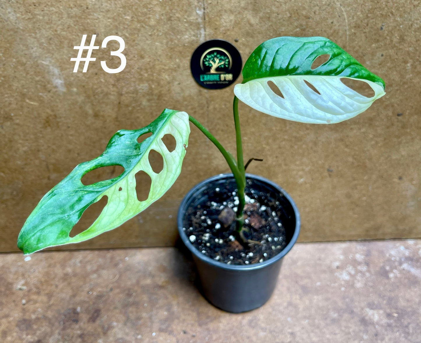 Monstera adansonii variegata baby/boutures