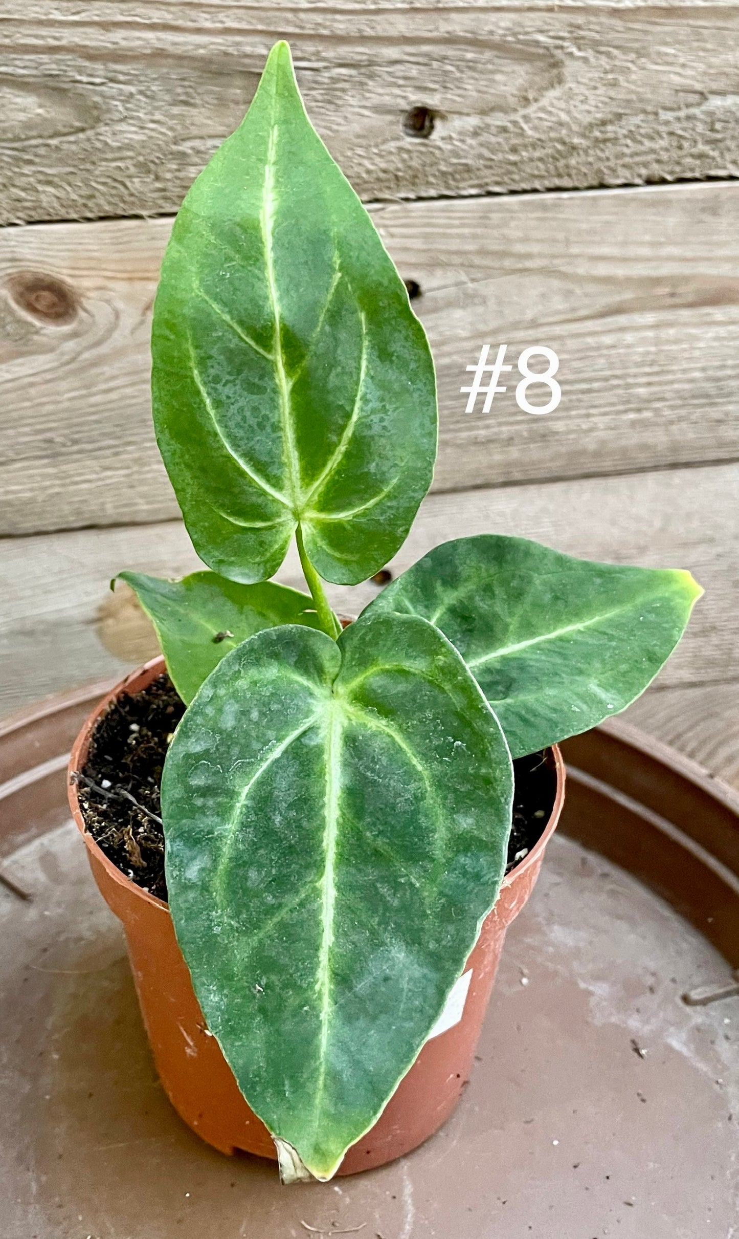 Anthurium magnificum