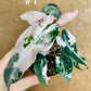 Alocasia bambino pink variegata NEW