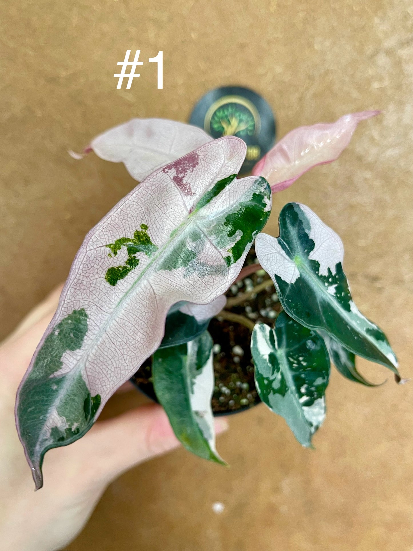 Alocasia bambino pink variegata NEW