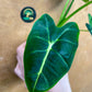 Alocasia Frydek green on green variegata NEW