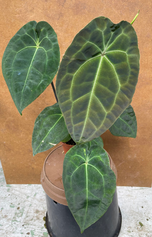 Anthurium besseae aff x forgetii