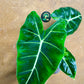 Alocasia Frydek green on green variegata NEW