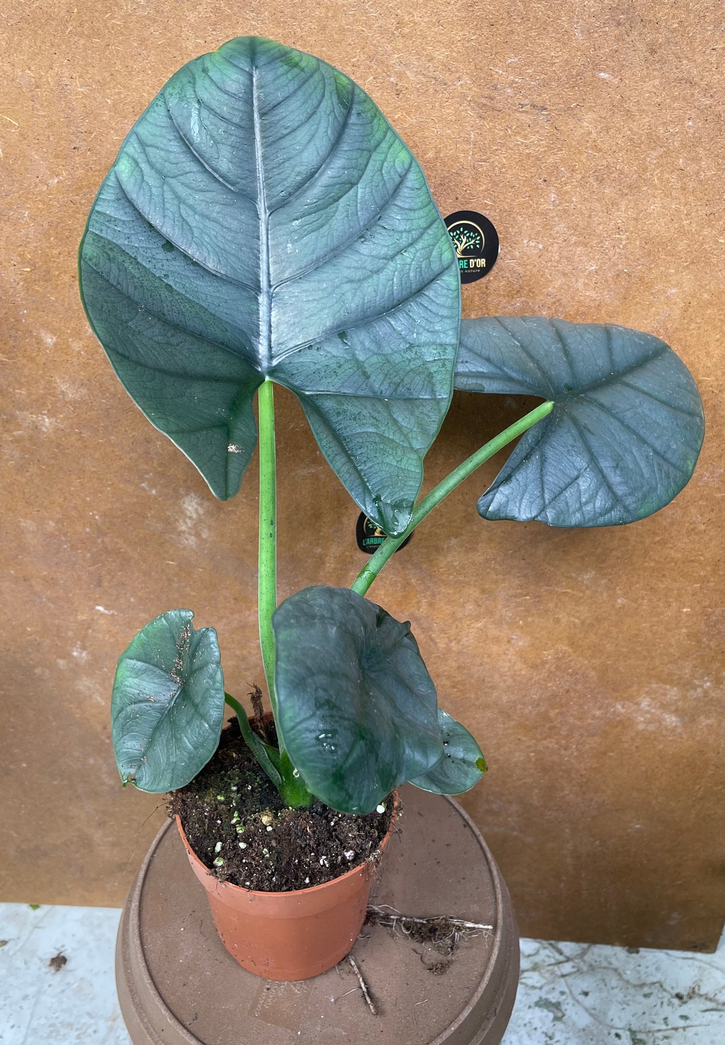 Alocasia bisma