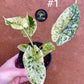 Alocasia dragon scale mint variegata NEW