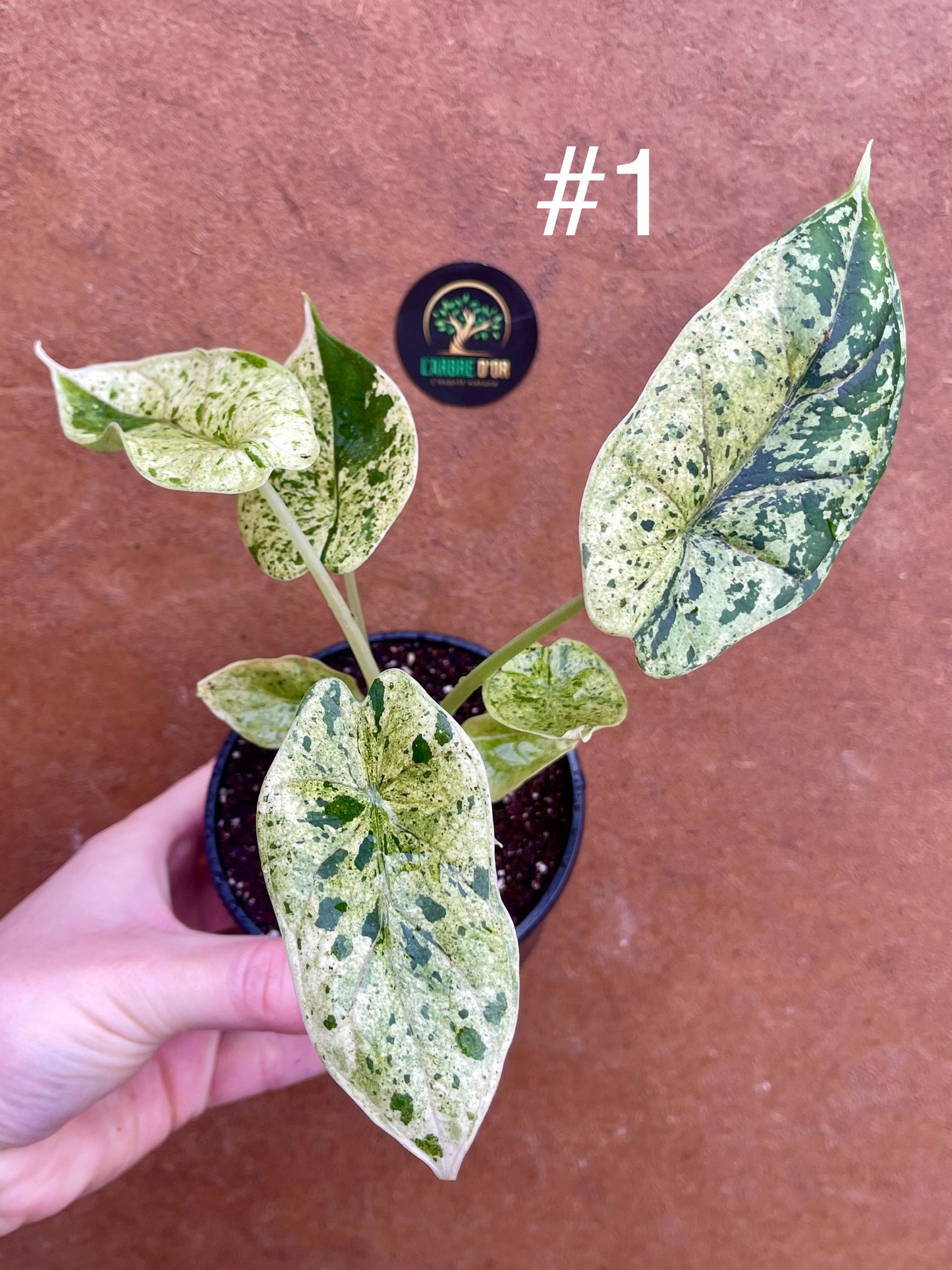 Alocasia dragon scale mint variegata NEW