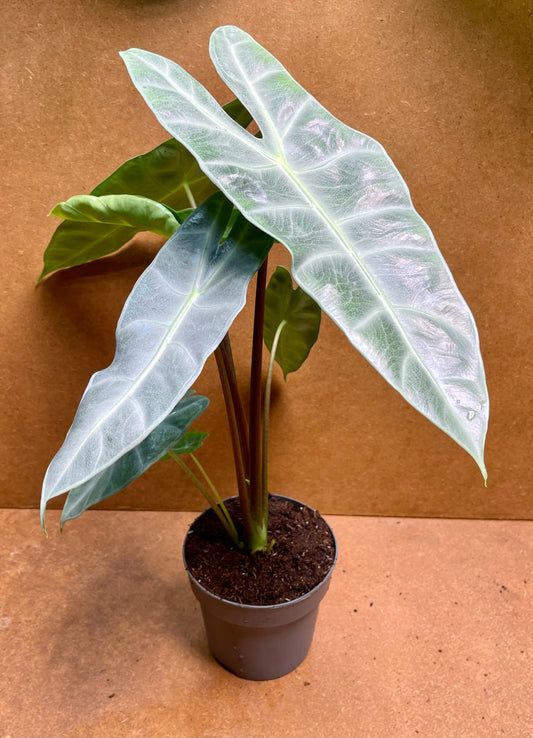 Alocasia longiloba sp Golden