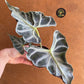 Alocasia Loco