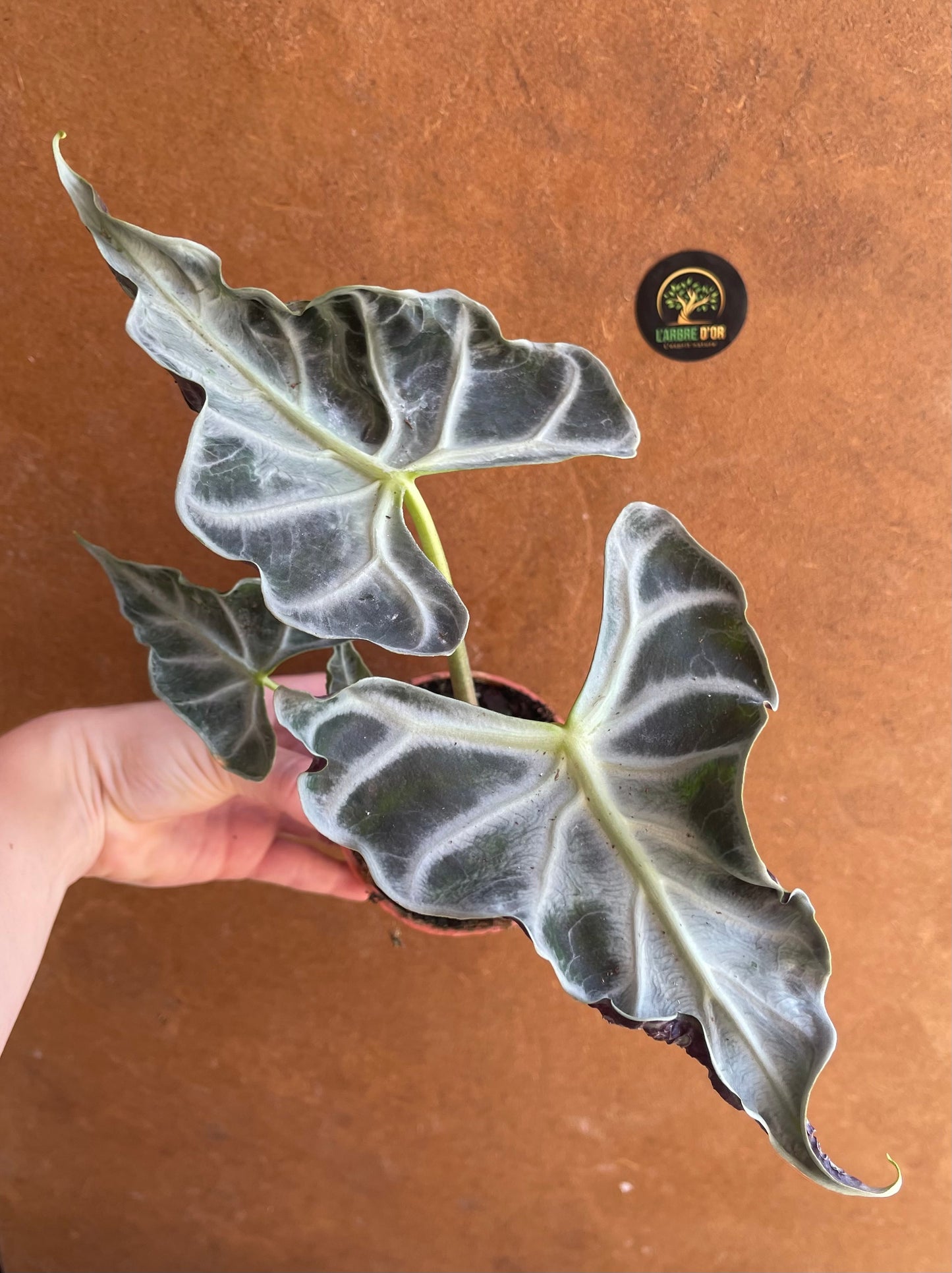 Alocasia Loco