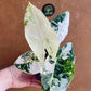 Alocasia frydek variegata haute variegation NEW