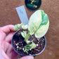 MONSTERA MINT WHITE MONSTER S NEW