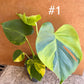 MONSTERA DELICIOSA AUREA BIG FORM NEW