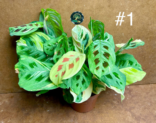 Maranta Kerchoveana variegata