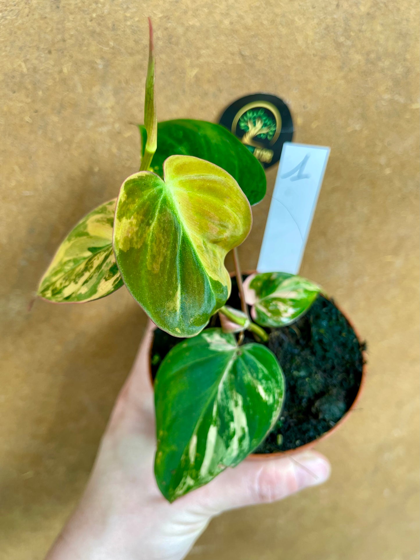 Philodendron micans variegata NEW