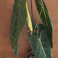 Philodendron melanochrysum XL NEW