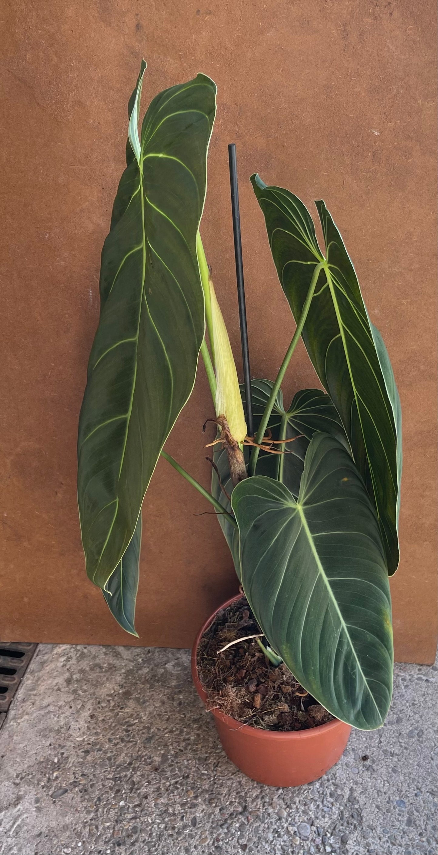 Philodendron melanochrysum XL NEW