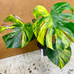 MONSTERA DELICIOSA AUREA BIG FORM NEW