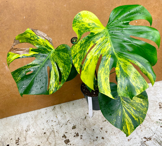 MONSTERA DELICIOSA AUREA BIG FORM NEW