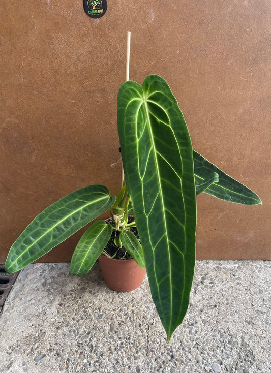 Anthurium warocqueanum M NEW