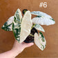 Alocasia frydek variegata haute variegation NEW