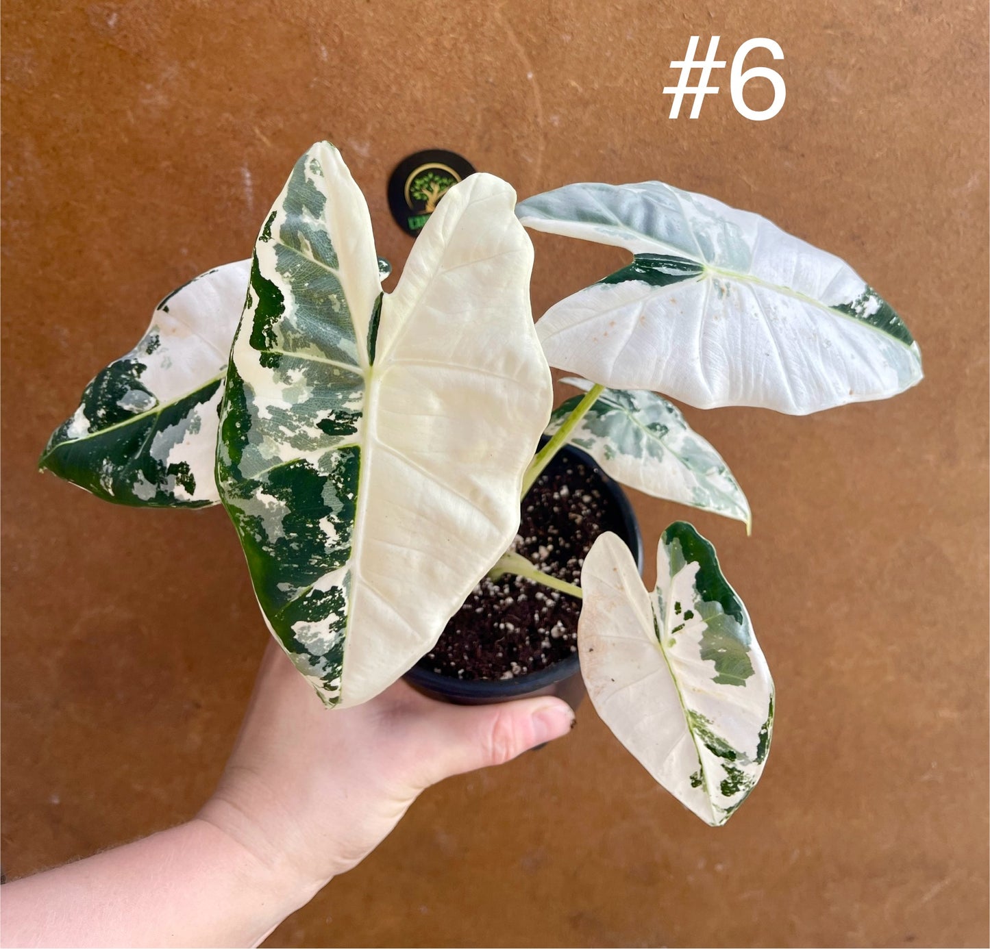 Alocasia frydek variegata haute variegation NEW