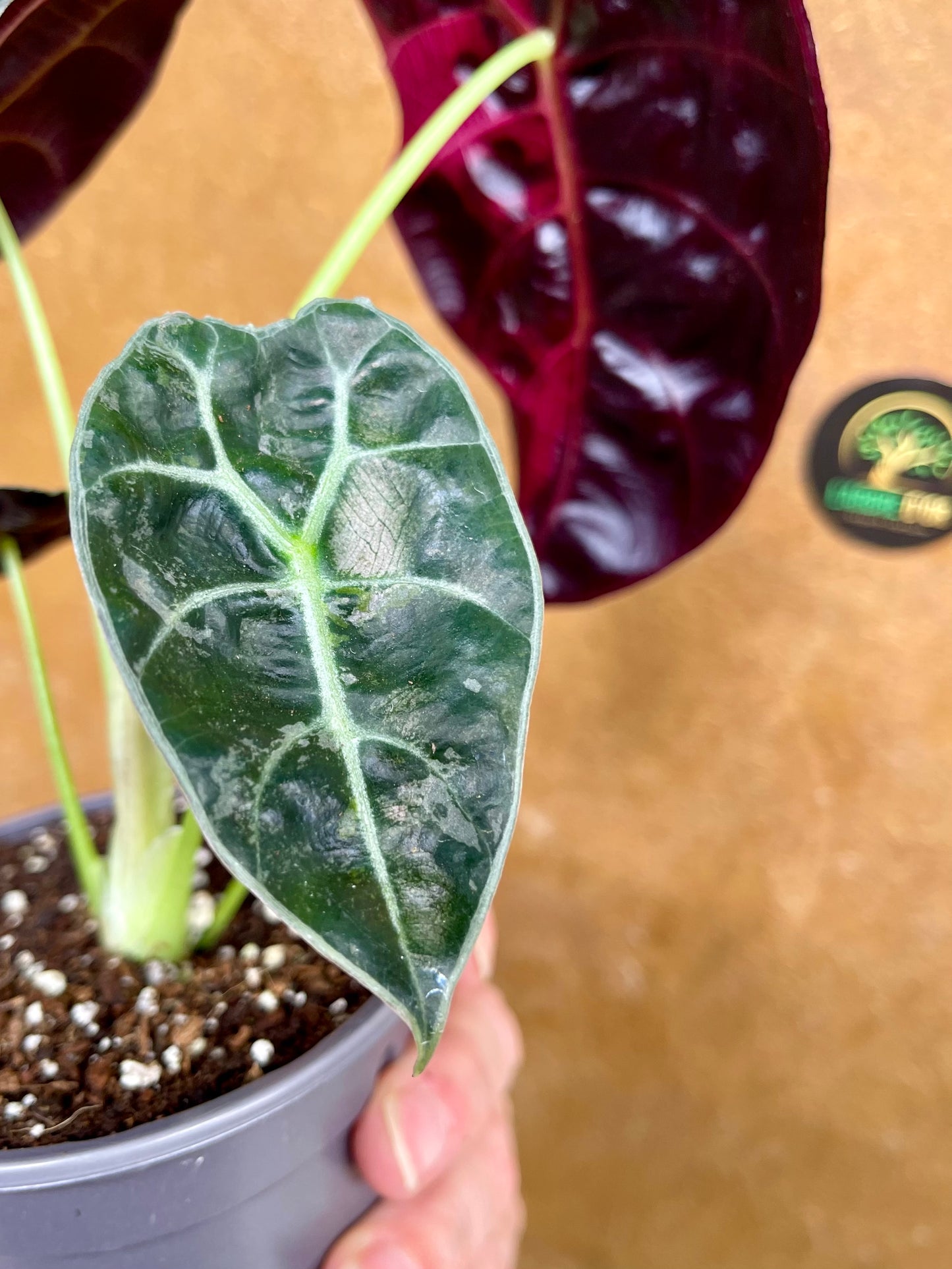 Alocasia watsonia pink variegata NEW