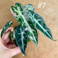 Alocasia bambino pink variegata NEW